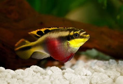 fish nest|Seven Types of Freshwater Fish Nests .